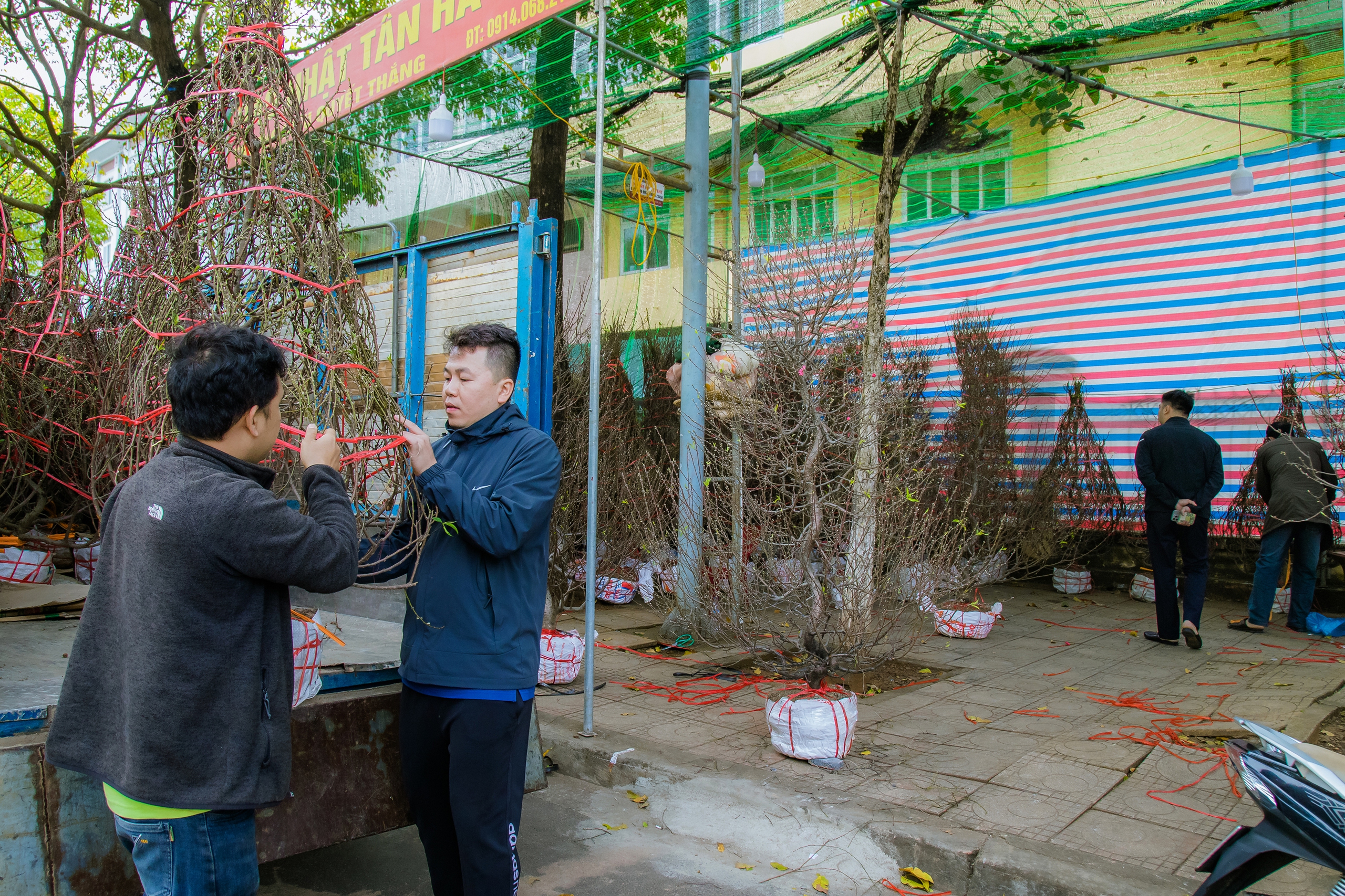 “Nàng thơ mùa xuân” gây sốt tại chợ hoa Buôn Ma Thuột - Ảnh 2.